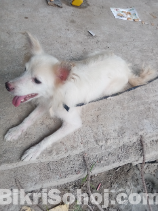 German Spitz Dog